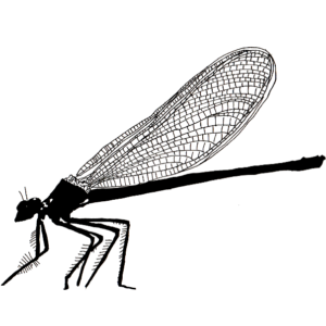 Insecte